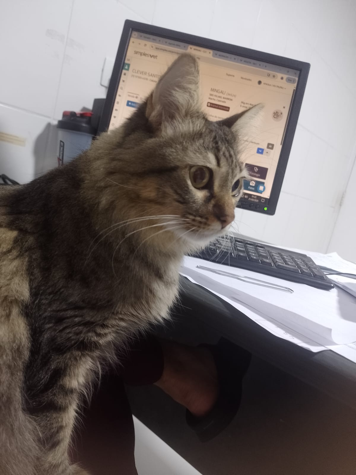 Gato atendido em domicílio