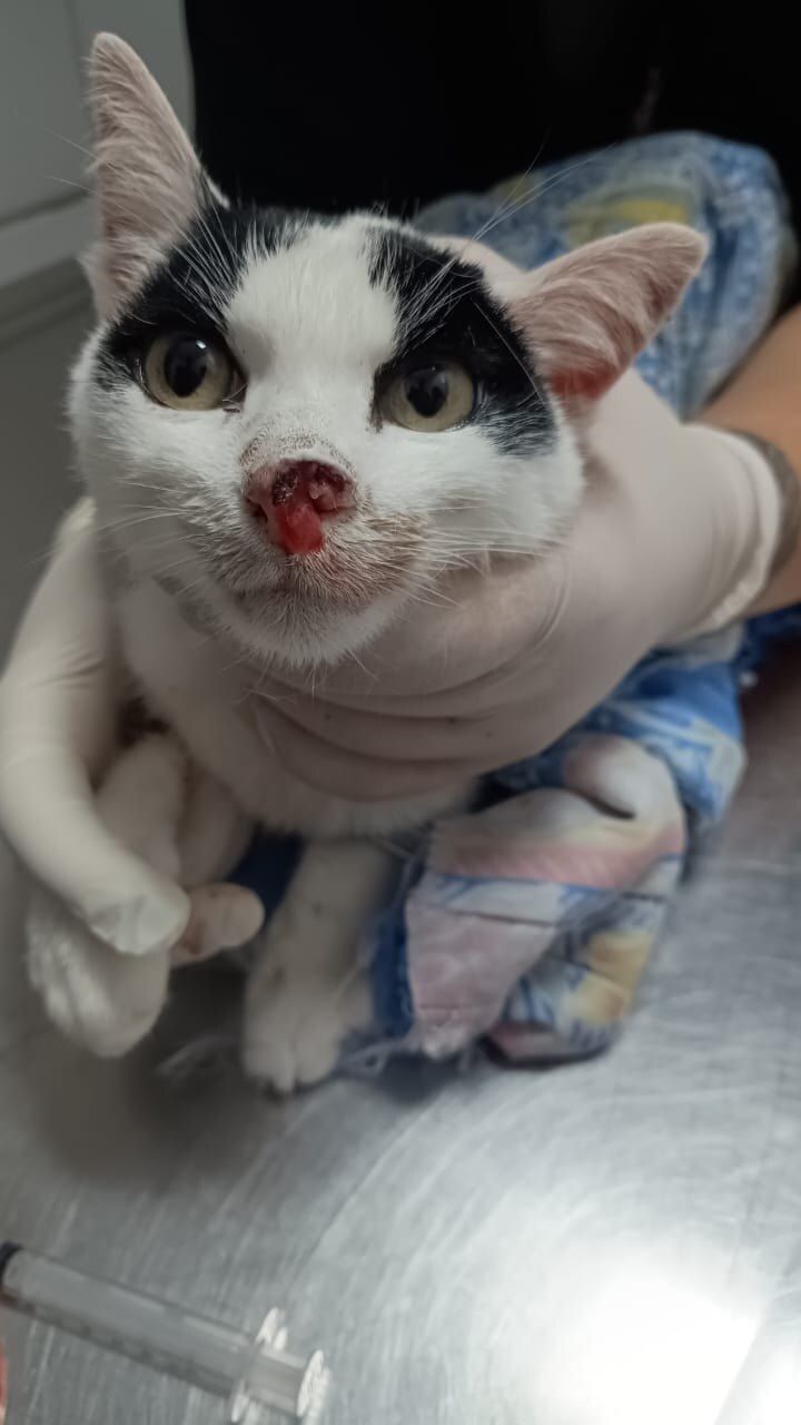 Coleta de exames de cães e gatos